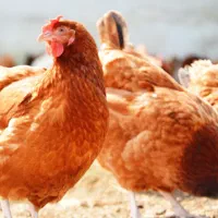 ۲۰عددمرغ ۵تانیمچه