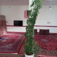 گل پنج انگشتی