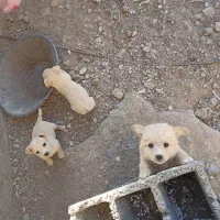 واگذاری سه عد توله پامر شیواوا نر نصف قیمت|سگ|قم, دانش|دیوار