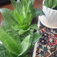 سیدی وکتاب آموزش گیتار۳۵۰وحلقه دورکمرنو۱۶۰|گیتار، بیس، امپلیفایر|همدان, |دیوار