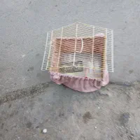 قفس