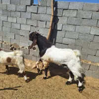 معاوضه نری پاکستانی|حیوانات مزرعه|رستاق, |دیوار