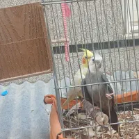 یک جفت عروس هلندی مولد