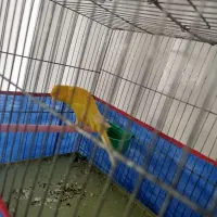 قناری نر رسمی بلند|پرنده|ملایر, |دیوار