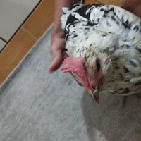 مرغ گلباقلی ریش فول مرغ قهویی هم جوجه خودش بوده|حیوانات مزرعه|بندر دیر, |دیوار