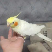 عروس هلندی|پرنده|رشت, نظری|دیوار