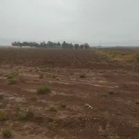 زمین-باغی