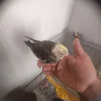 عروس هلندی نرم خور