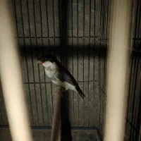 فنچ نرگسی|پرنده|سراوان, |دیوار