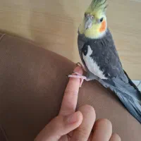 چند عدد عروس هلندی|پرنده|صحنه, |دیوار