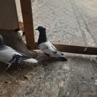 بدرنگ نر