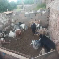 بز داشتی به قیمت مناسب توافقی