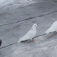 کبوتر گمشده هر دوستی گرفت مژدگانی داره