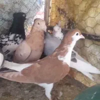 کبوتر کفتر|پرنده|قزوین, |دیوار