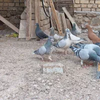 کبوتر پلاکی|پرنده|کازرون, |دیوار