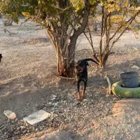 واگذازی سگ روتوایلر ،مالینویز|سگ|نجف‌آباد, یزدانشهر|دیوار