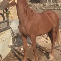مادیان عرب