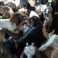 بز ماده|حیوانات مزرعه|گرمی, |دیوار