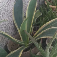 تعدادی گلدان زیبا فقط دانه ای ۶۰هزارتومان|گل و گیاه طبیعی|سمنان, |دیوار