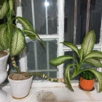 گل دیفن|گل و گیاه طبیعی|نهاوند, |دیوار