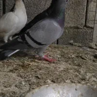 سبز|پرنده|کوه چنار, |دیوار