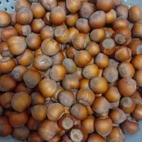 فندق ارگانیک