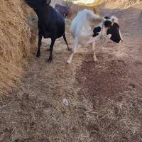 دو عدد گاو آبستان سنگین