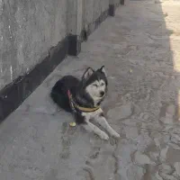 هاسکی اصیل|سگ|مشهد, طبرسی شمالی|دیوار