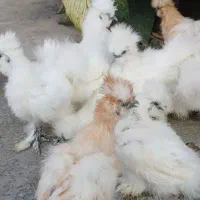 نیمچه ابریشمی