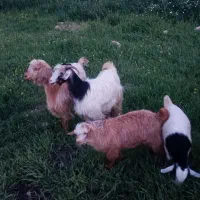 بز با بزغاله