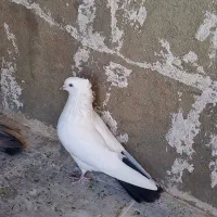 کبوتر دم سیاه|پرنده|ایوان, |دیوار