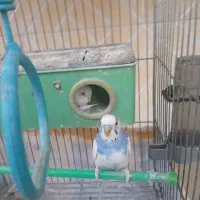 مرغ عشق|پرنده|کرمانشاه, |دیوار