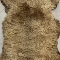 پشم گوسفندی