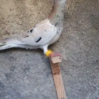 کبوتر فروشی