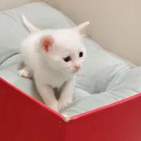 گربه اسکاتیش و بریتیش