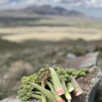 ریواس تازه۷۰