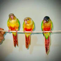 گرینچیک دبل رد ردچیک تراکویس اناناسی