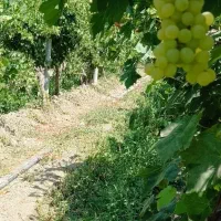 باغ-ویلایی-2000متر