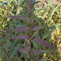 نهال آکالیپتوس (بید)|گل و گیاه طبیعی|اندیکا, |دیوار