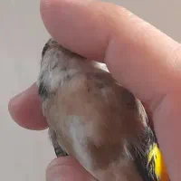 جوجه سهره نیم گل نشوندارکیاسر معاوضه با سهره قناری|پرنده|ری, ولی آباد|دیوار