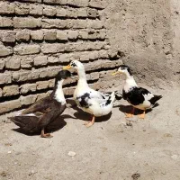 اوردک