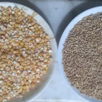 جو پوست کنده و ذرت بومی  پوست کنده و بلغور