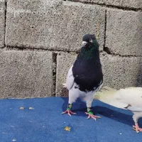 کبوتر|پرنده|دزفول, |دیوار