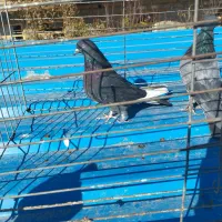 کبوتر فروشی|پرنده|نقده, |دیوار