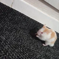 یک جفت همستر