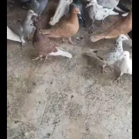 کبوتر|پرنده|مشهد, عنصری|دیوار