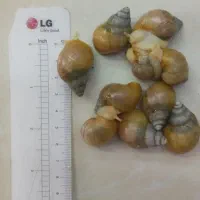 حلزون‌های بهداشتی