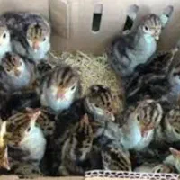 جوجه بوقلمون برنز یک روزه