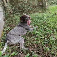 سگ شکاری معاوضه با اسب هم میکنم