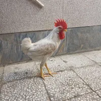 خروس
